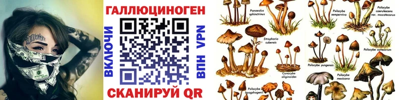 Купить где  Аргун  Псилоцибиновые грибы Psilocybine cubensis 